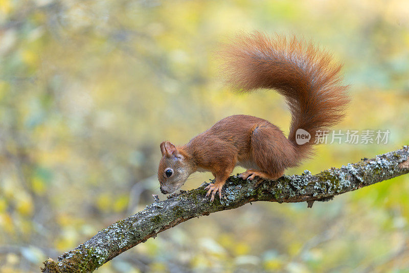 美丽的欧亚红松鼠(Sciurus vulgaris)